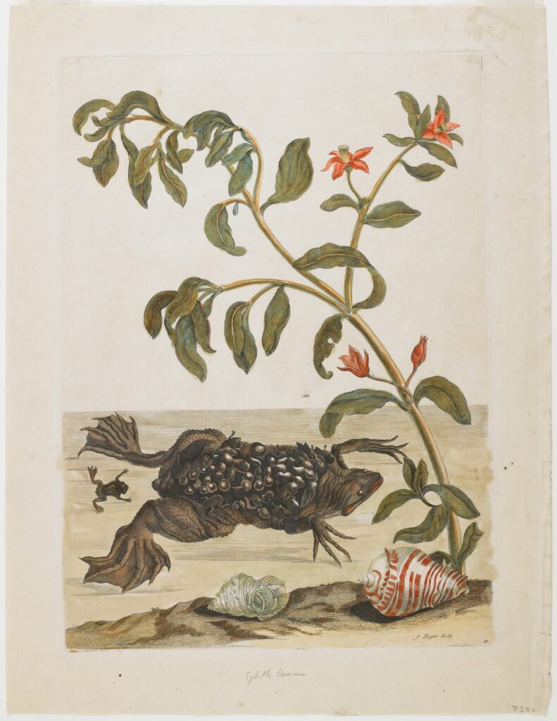 Illustration présente dans "Metamorphosis insectorum Surinamensium" de Maria Marian