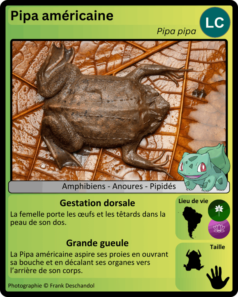 Carte Pokemon avec la Pipa américaine