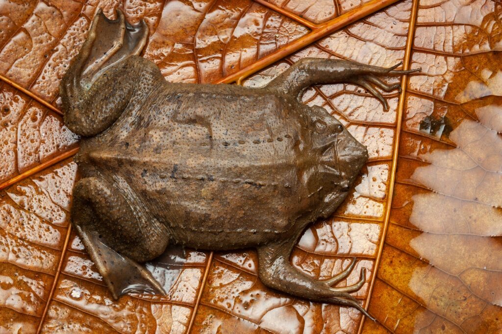 Pipa américaine