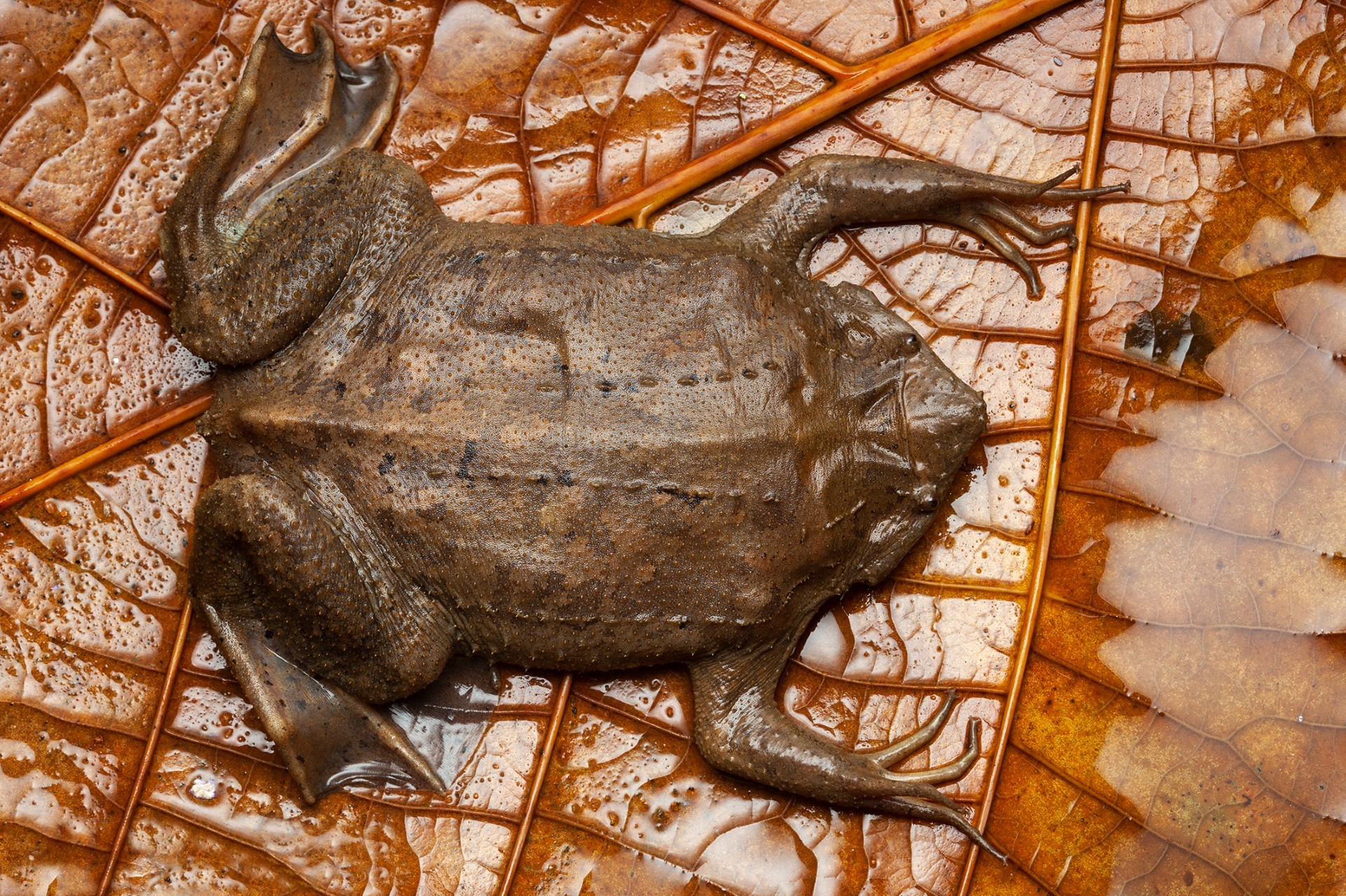La Pipa américaine : un Bulbizarre vraiment bizarre