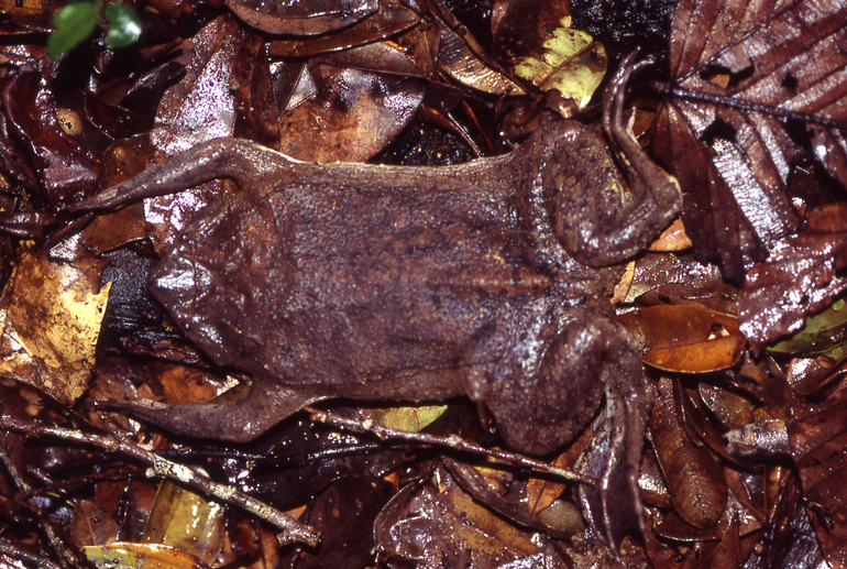 Pipa américaine sur fond de feuilles mortes