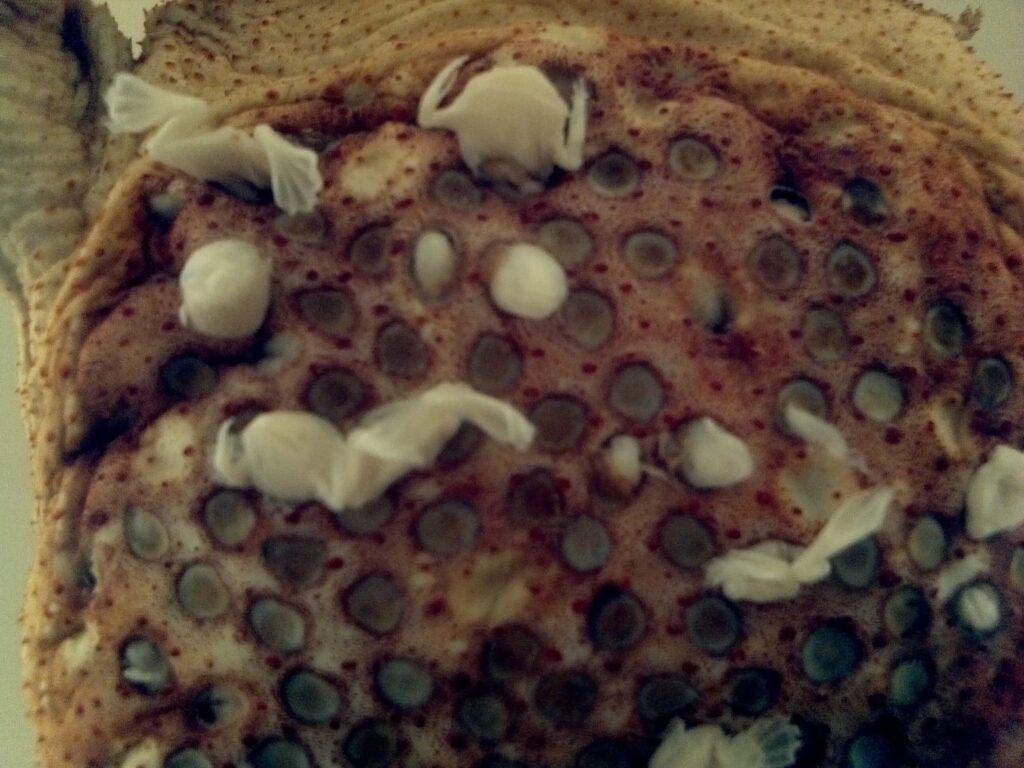 Détail du dos d'une Pipa américaine