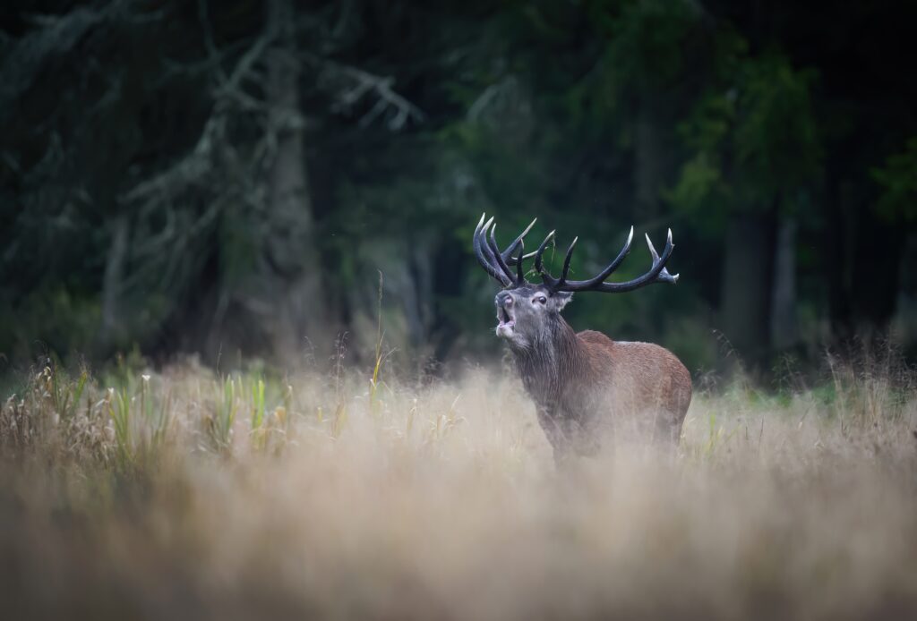 Cerf brame