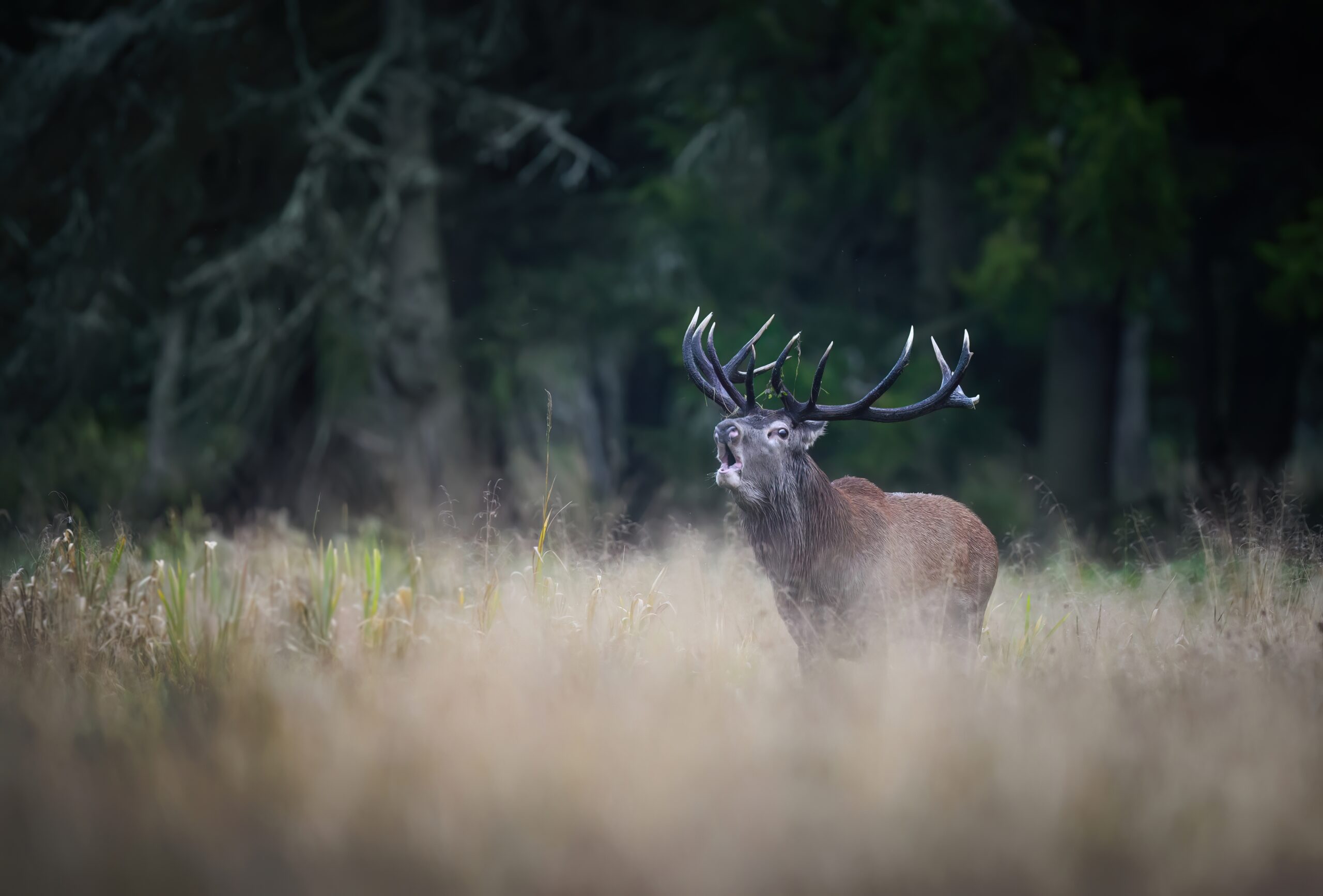 Élaphe, trois fois élaphe : pour qui brame le Cerf ?