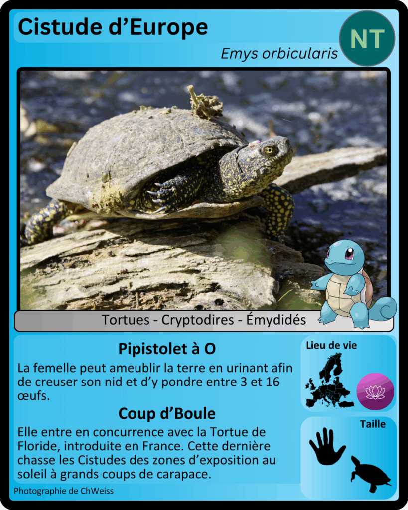 Carte Pokémon de la Cistude