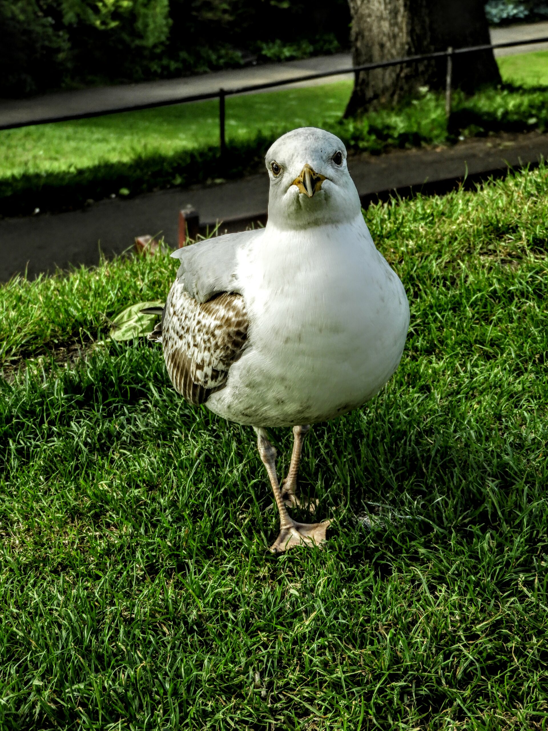 mouette et go&eacute;land