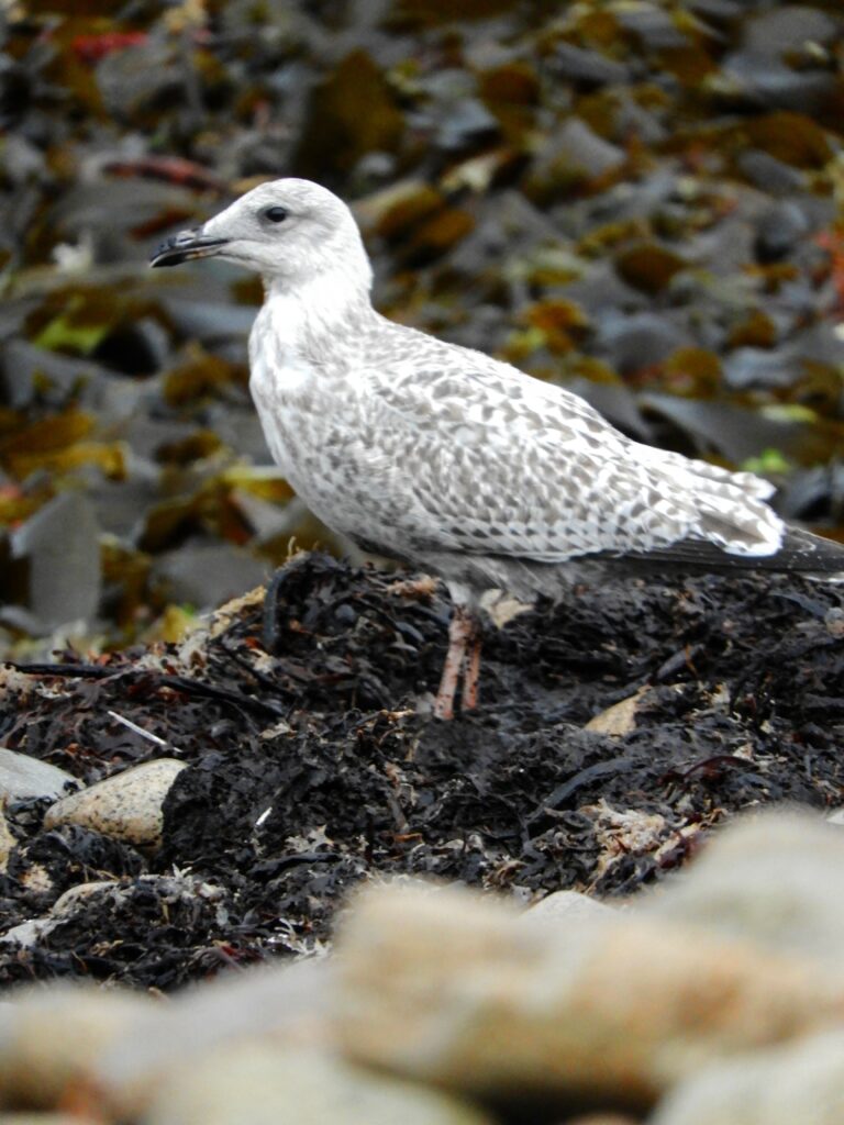 Goéland juvénile