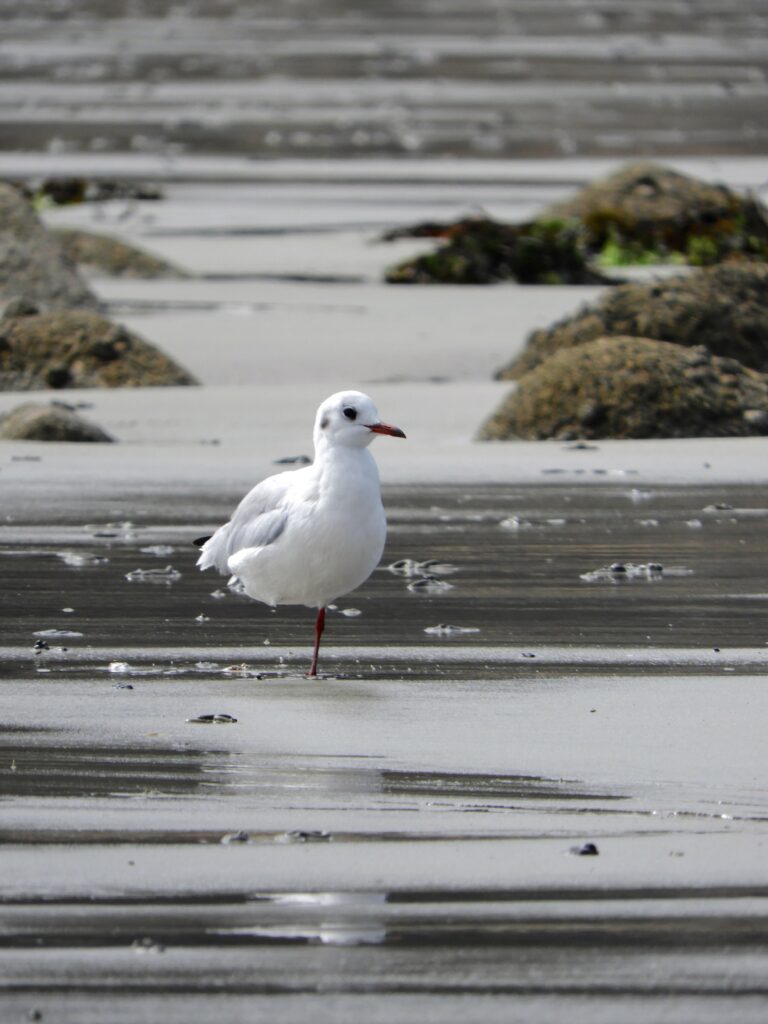 Mouette rieuse sur la plage