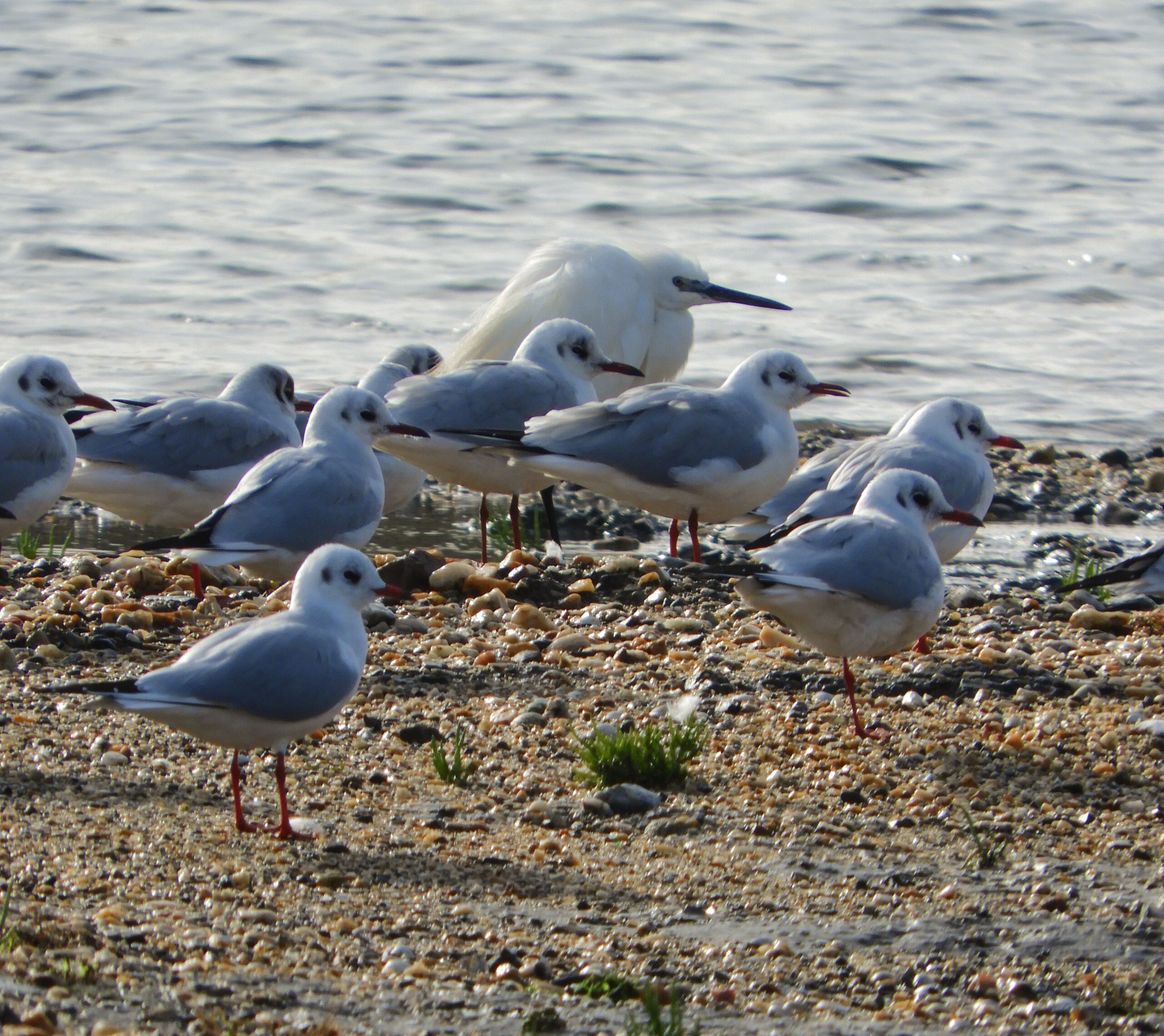 Cohabitation entre les Laridés et les êtres humains