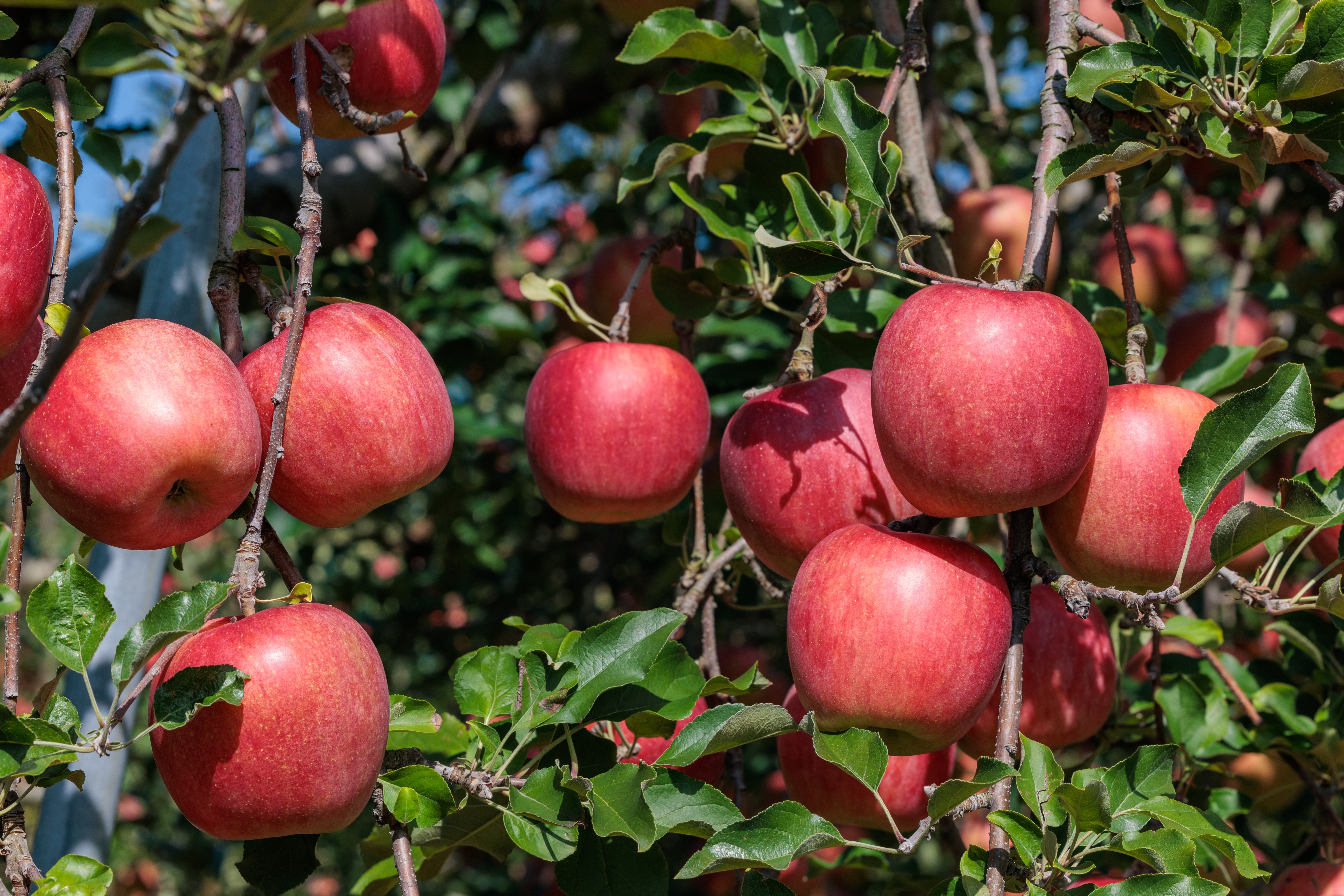 Le Pommier sans tomber dans les pommes
