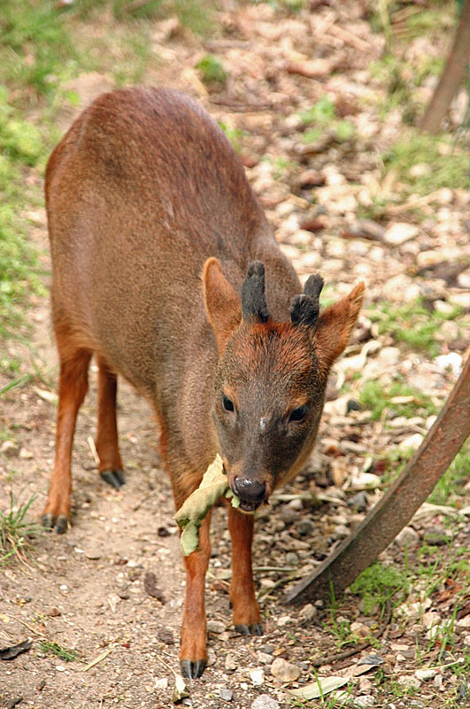 Le Pudu puda est le plus petit cervidé du monde