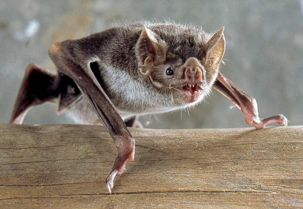 Vampire commun, une Chauve-souris buveuse de sang
