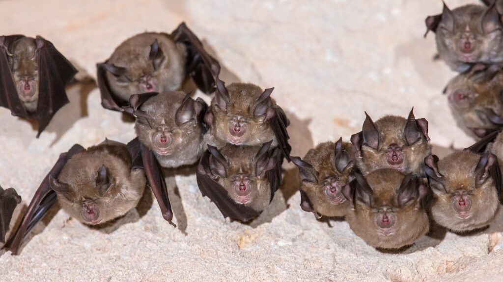 chauve-souris