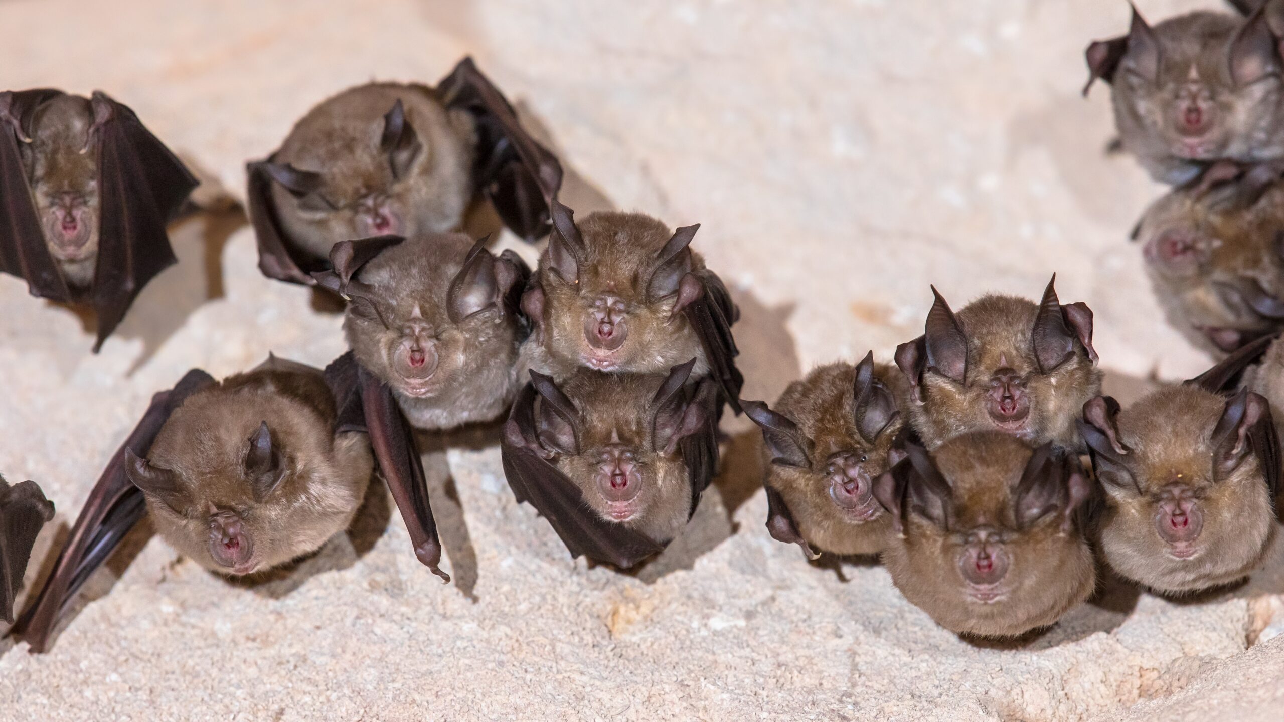 Chauve-souris, Vampire ? Vraiment ?