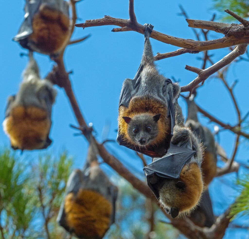 Renard volant des Philippines, la plus grande des Chauves-souris