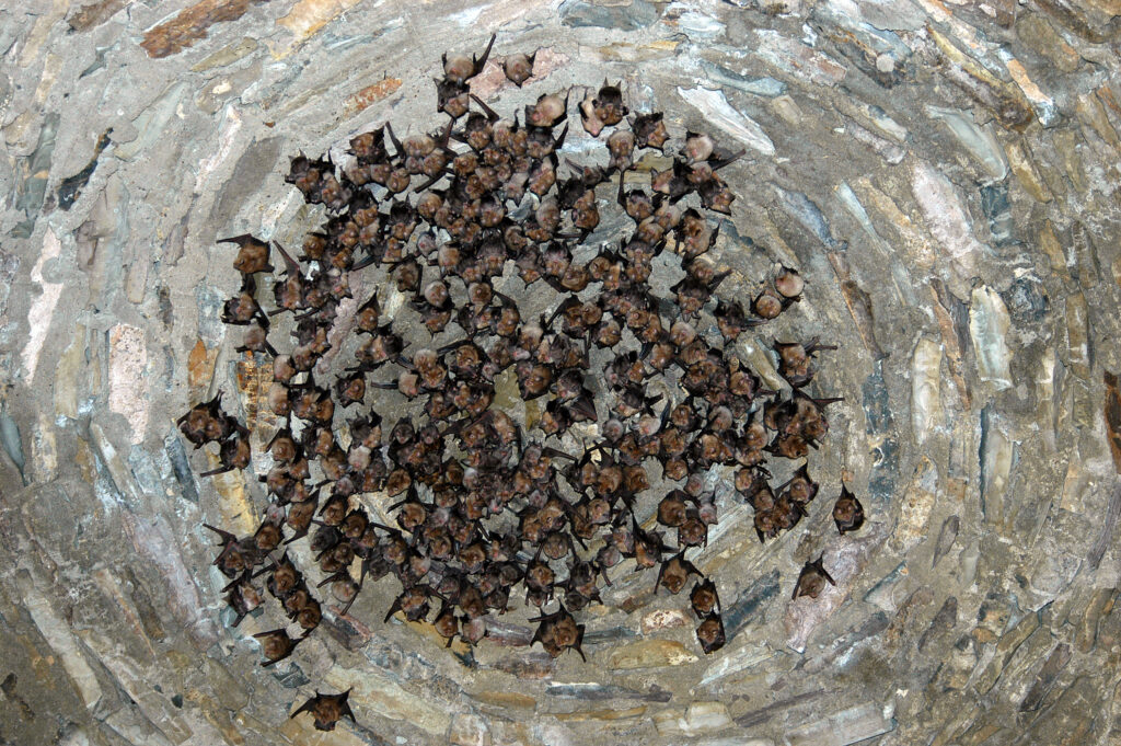 Colonie de Chauves souris dans un puit