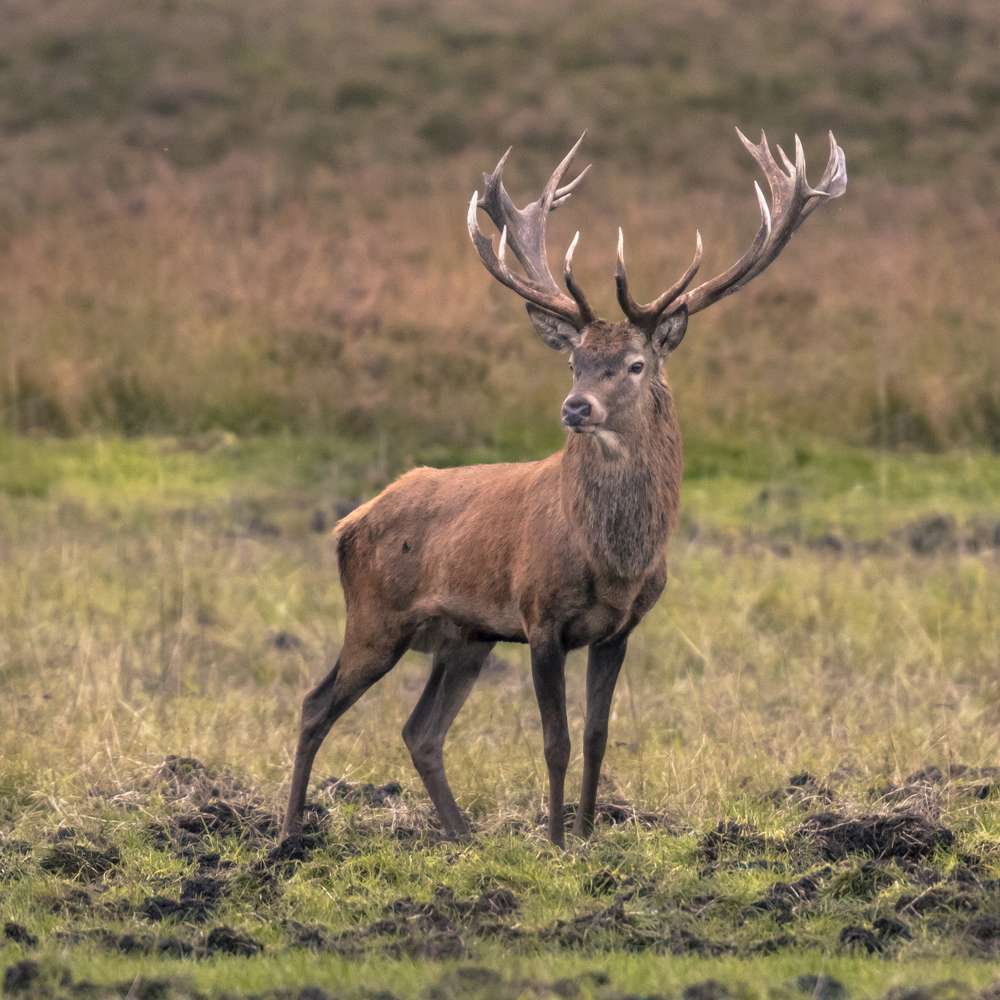 cerf rouge aux aguets