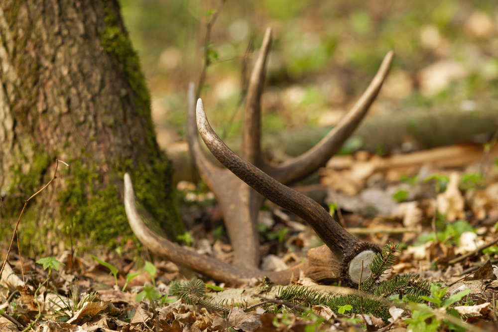 bois de cerfs tombés en forêt