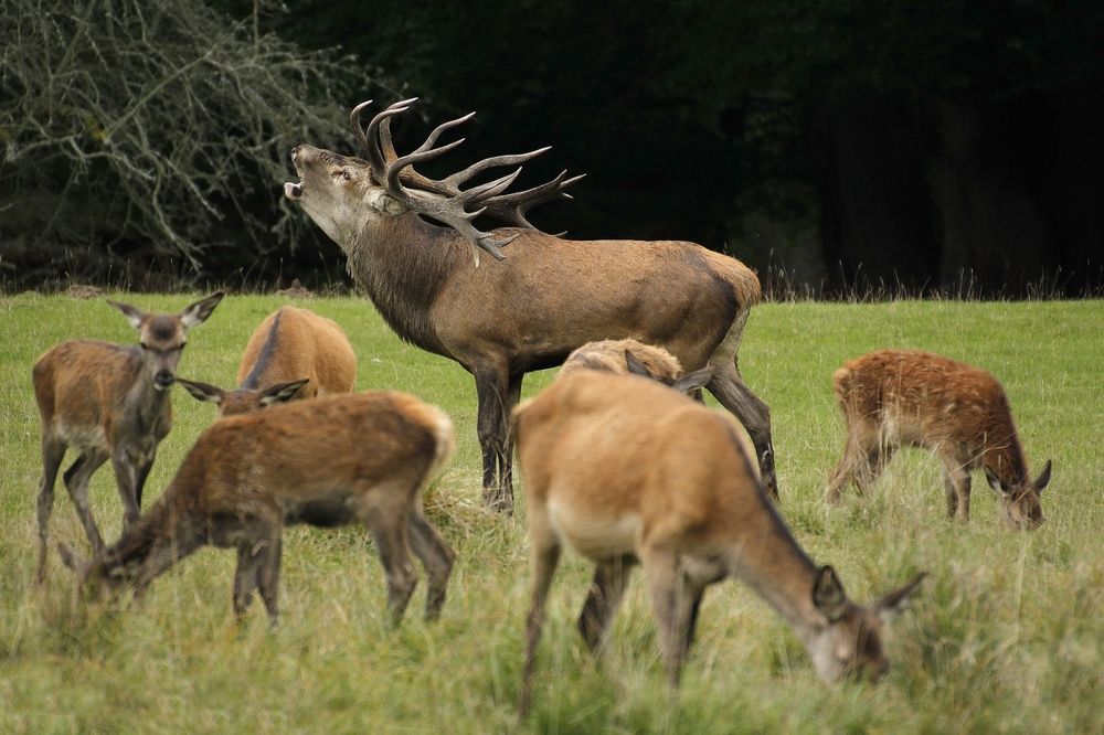 Cerf au milieu de biches au moment du brame