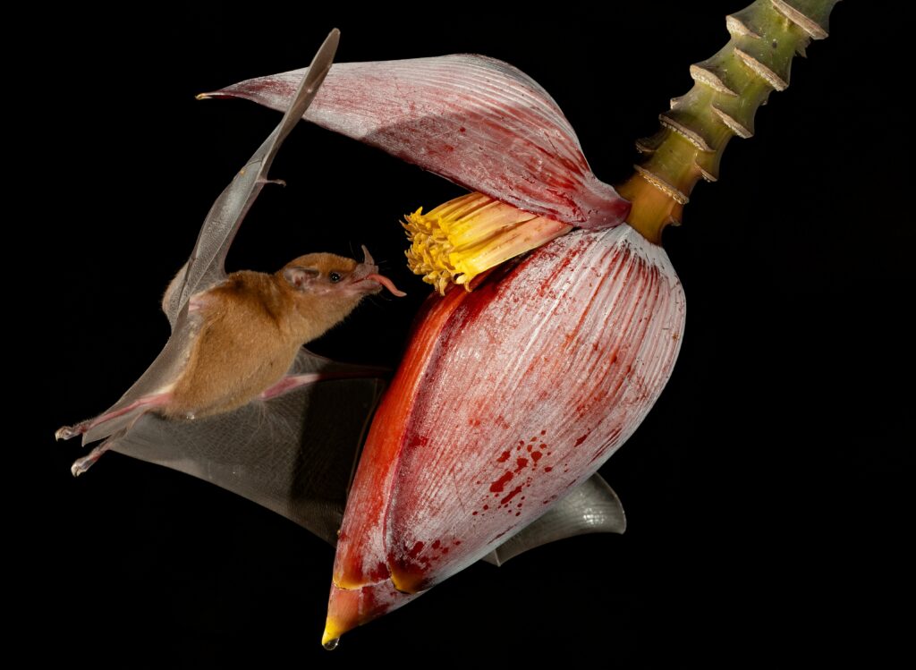 Chauve-souris s'alimentant de nectar