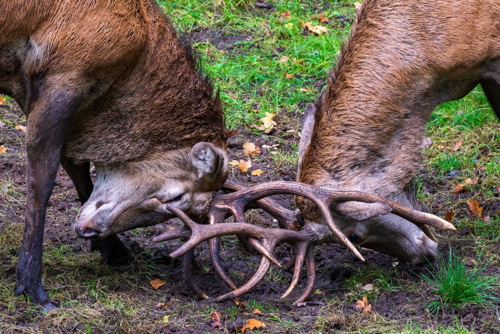 Combat entre deux cerfs 