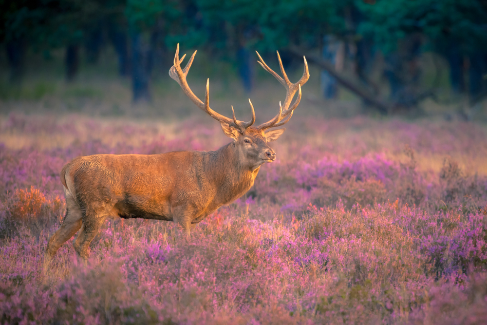 Cerf élaphe dans la lande