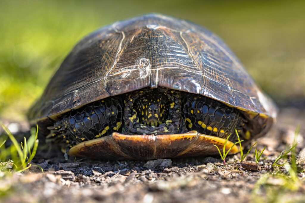 Cistude dans sa carapace