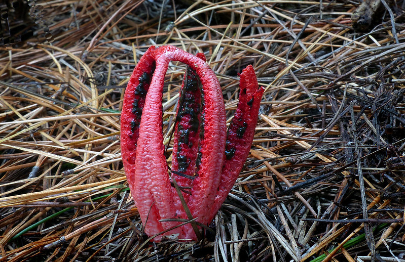 Les Doigts du diables Clathrus archeri