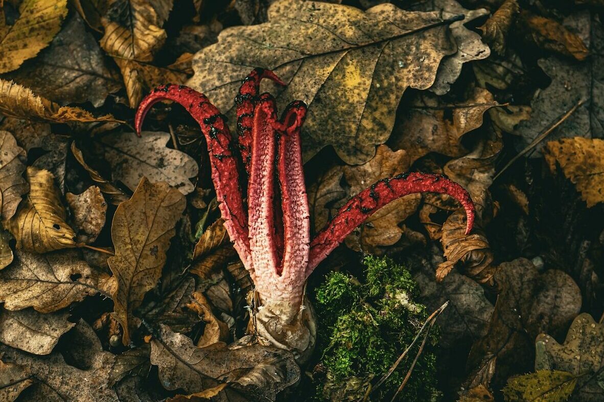 Clathrus archeri