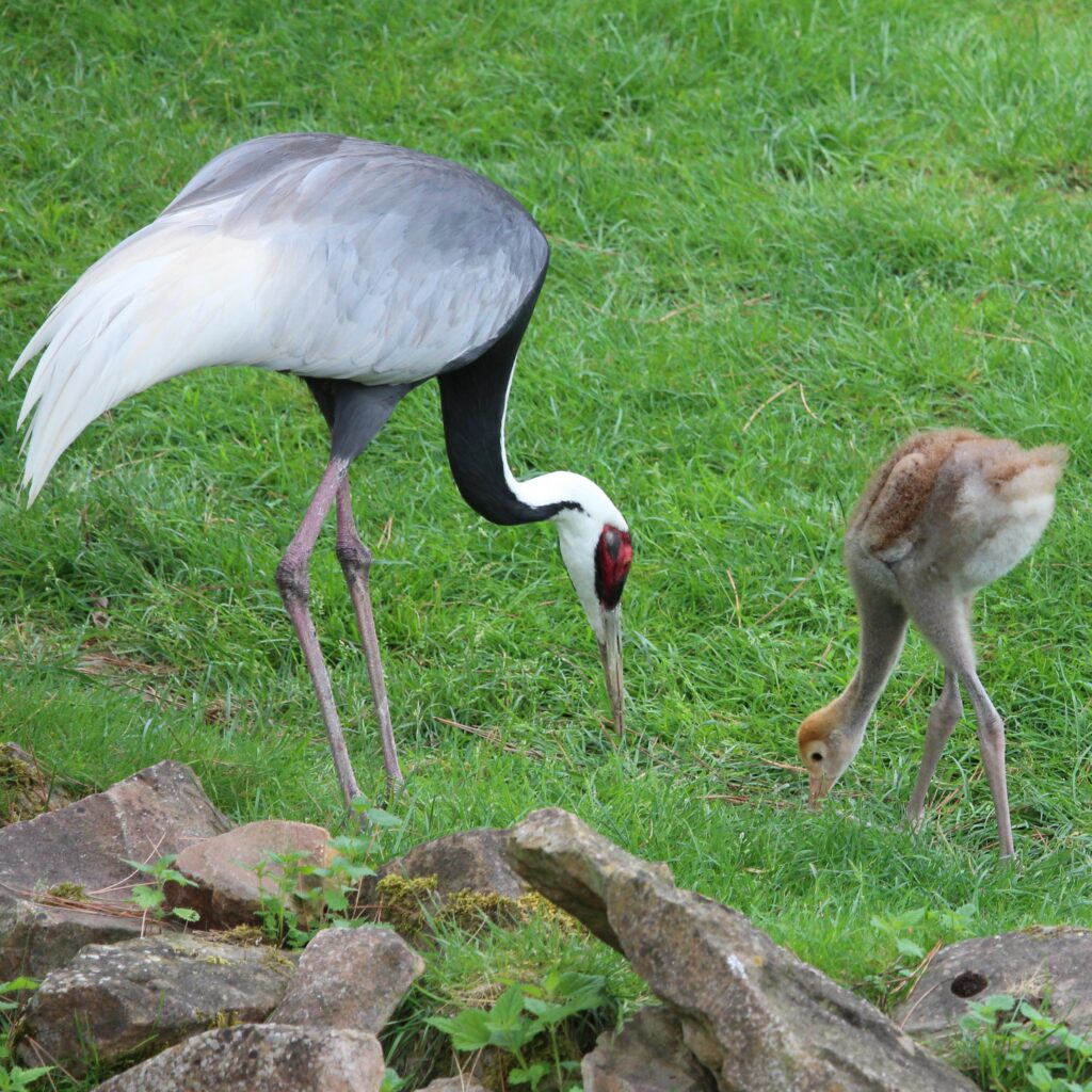 Grue à cou blanc et son petit.