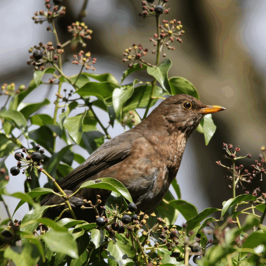 Merle posé sur du Lierre