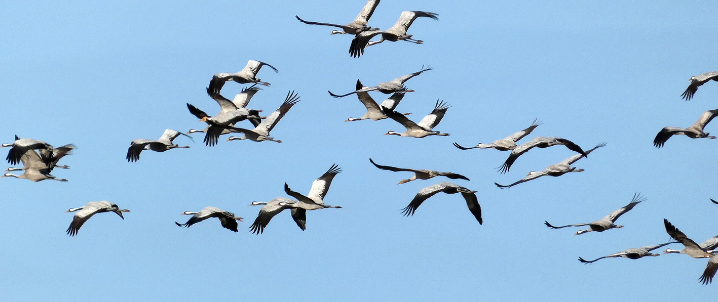 La voi(x)e des Grues : voyage, voyage