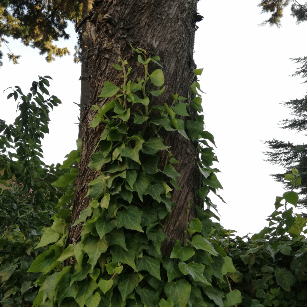 Lierre grimpant sur un arbre