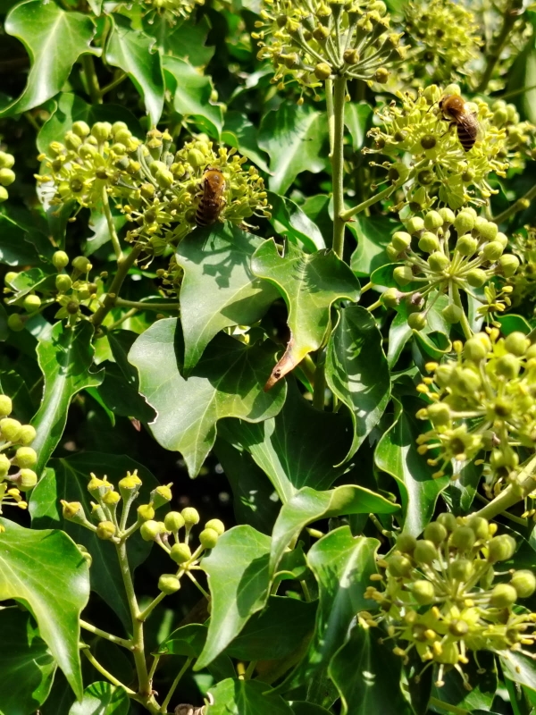 Abeilles posées sur des fleurs de Lierre