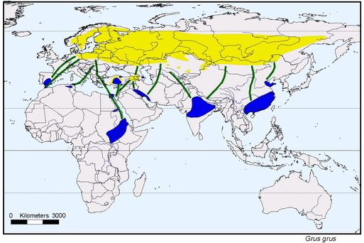 Carte montrant les voies de migration des grues cendrées