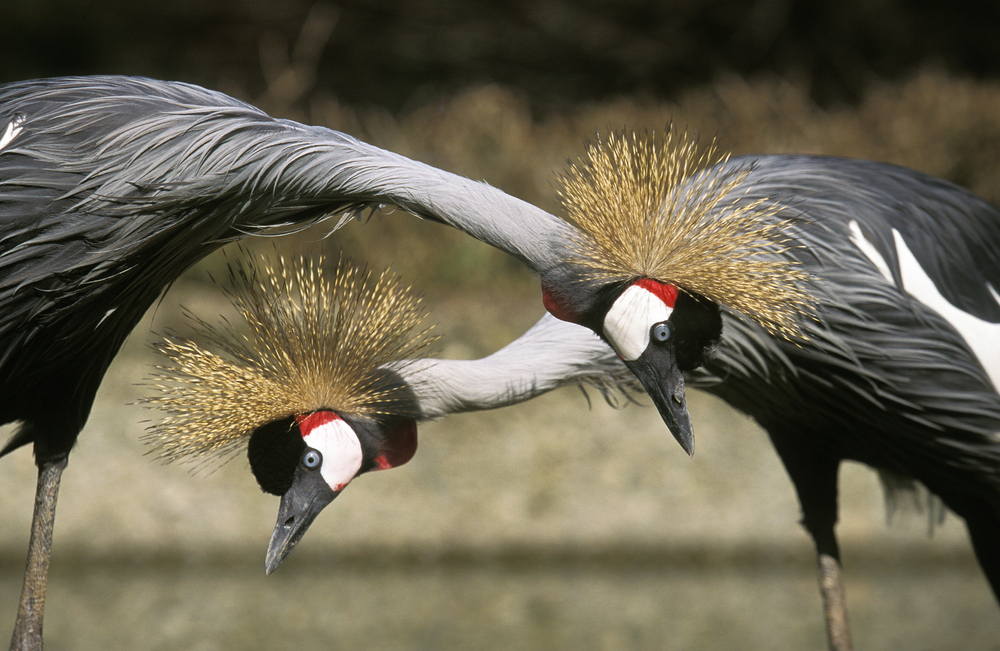 deux grues couronnées se nourrissant