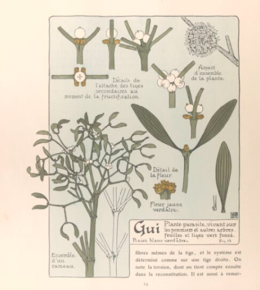 étude planche naturaliste du gui