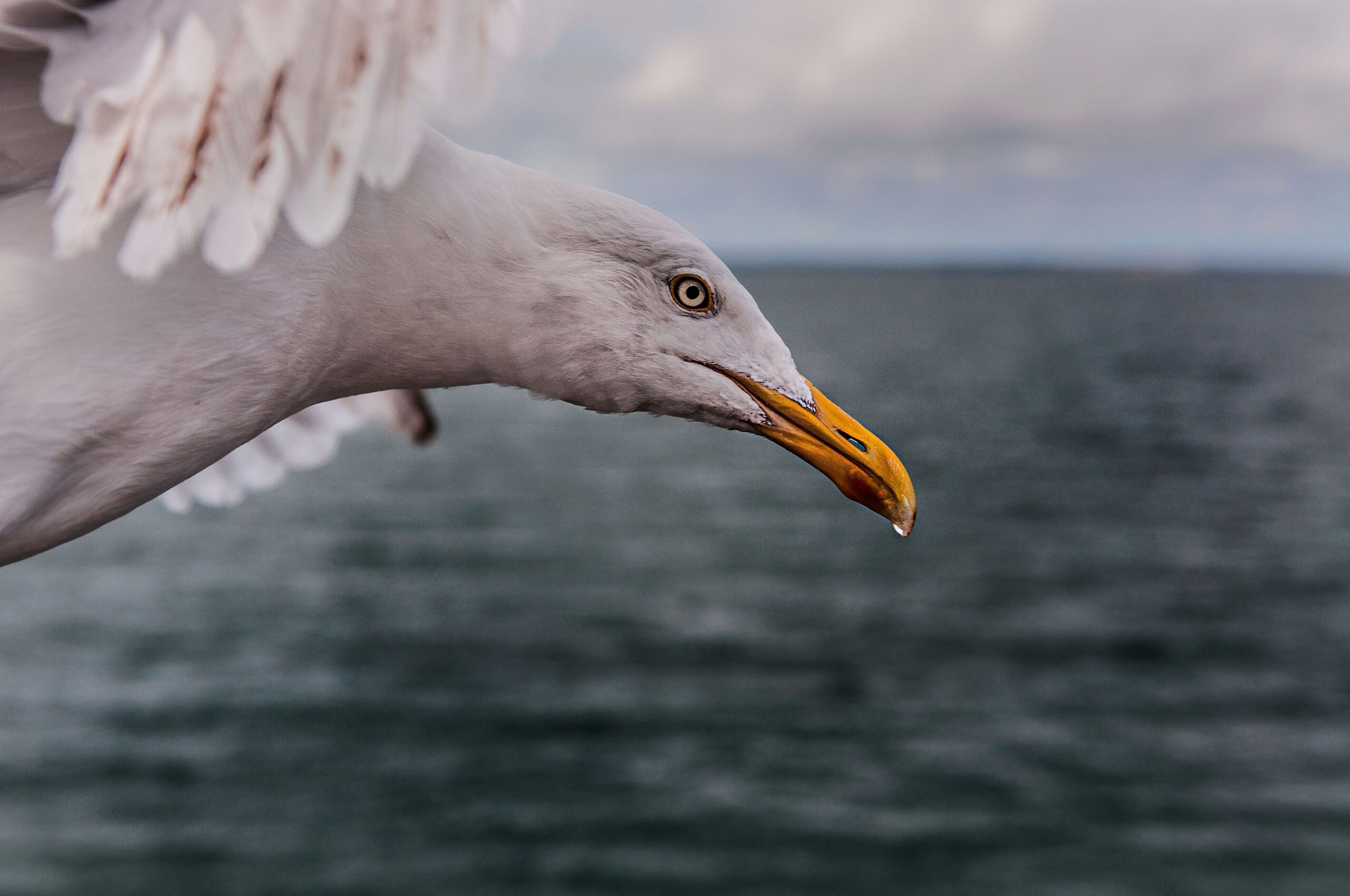Mouettes qui rient, Goélands qui pleurent