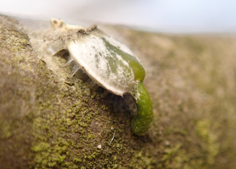 Graine de gui collée à une branche