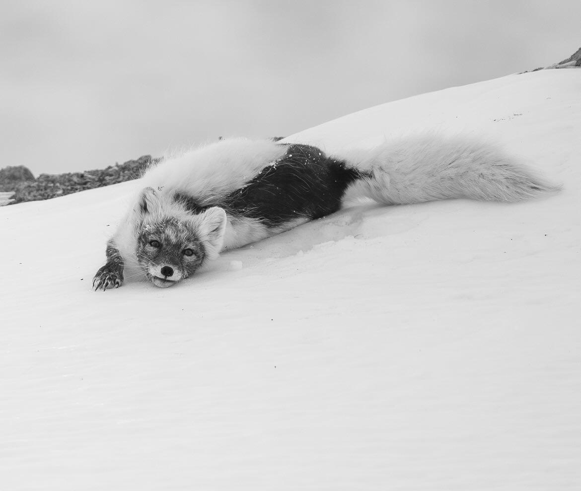 L’homochromie saisonnière : blanc comme neige