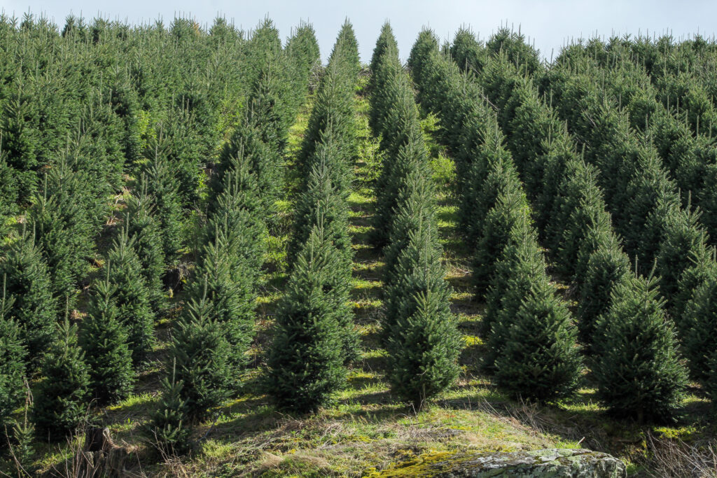 Parcelle de sapins destinés à la vente pour Noël