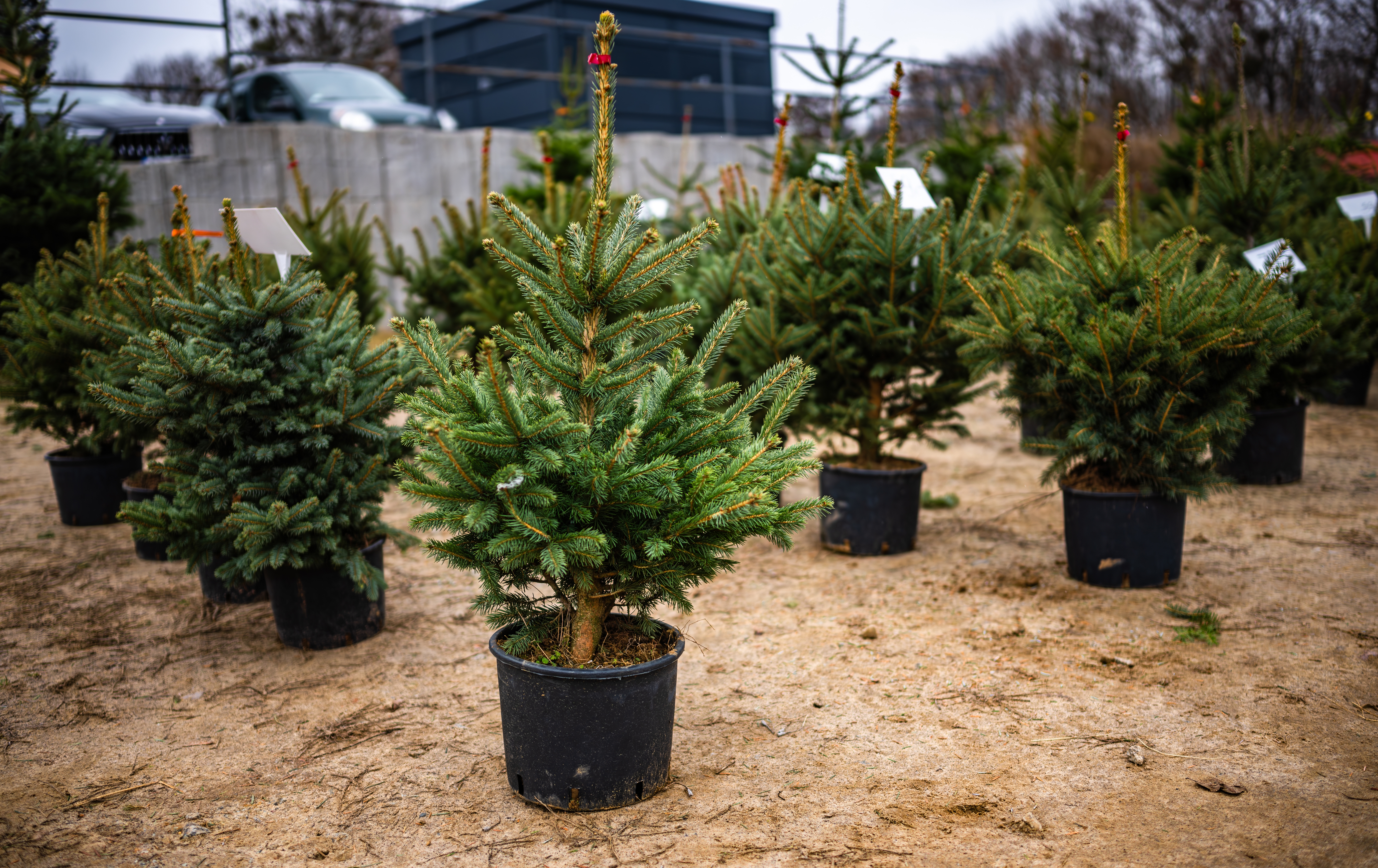 Petits sapins de Noël en pot la version la plus écologique de sapin naturel
