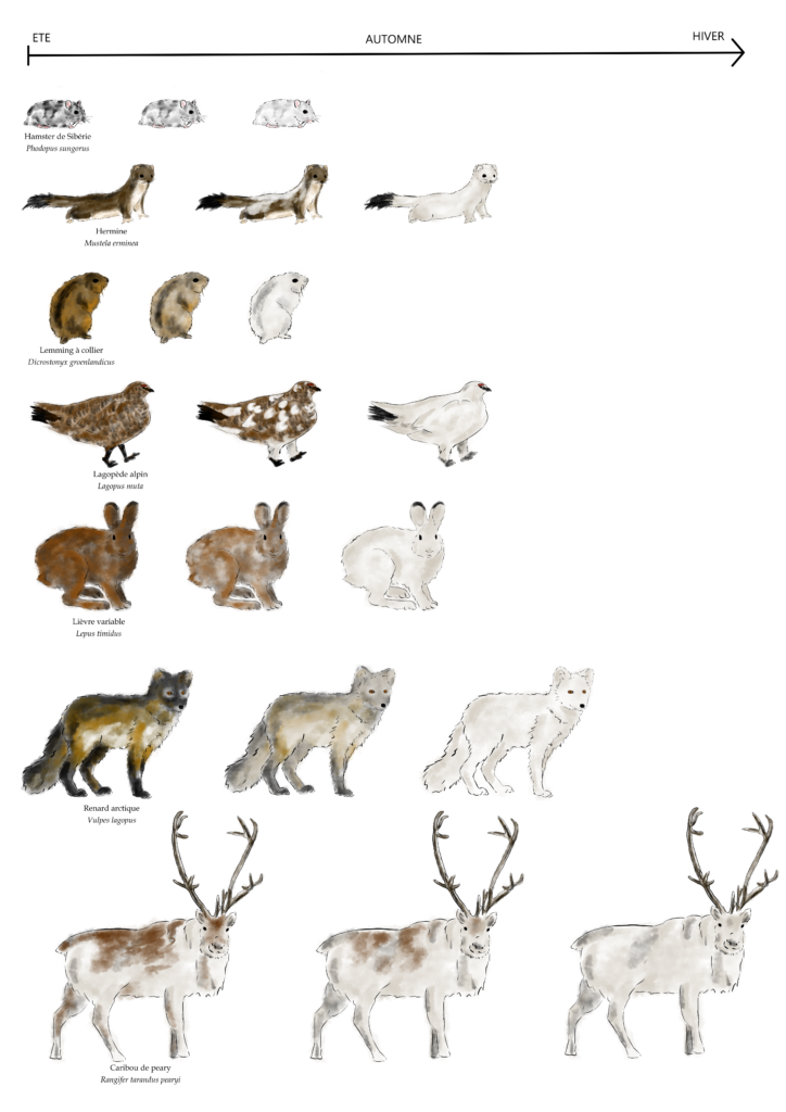homochromie saisonni&egrave;re, changement de couleur de 7 esp&egrave;ces animales