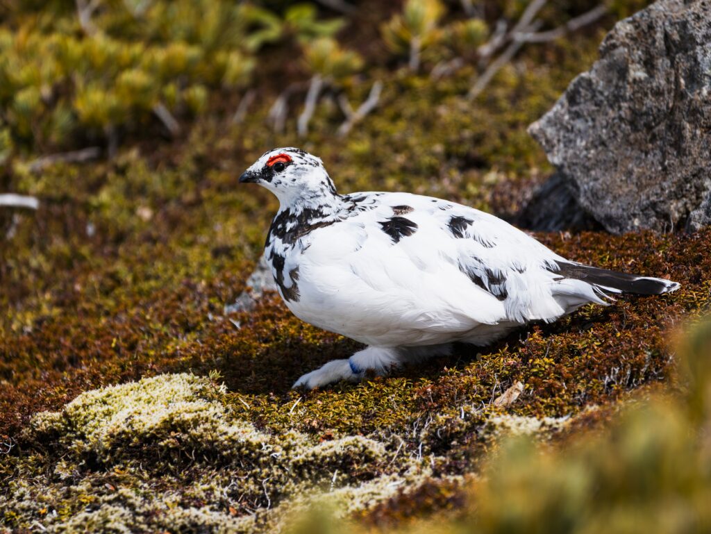Un lagop&egrave;de alpin en plumage blanc sur un sol brun