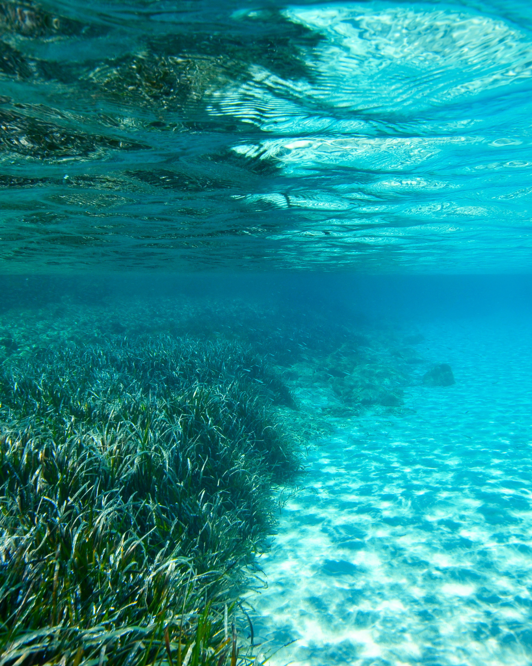 Les herbiers de Posidonies, perle de la Méditerranée.