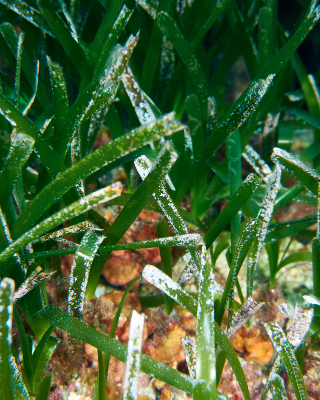 Posidonie vue de pr&egrave;s