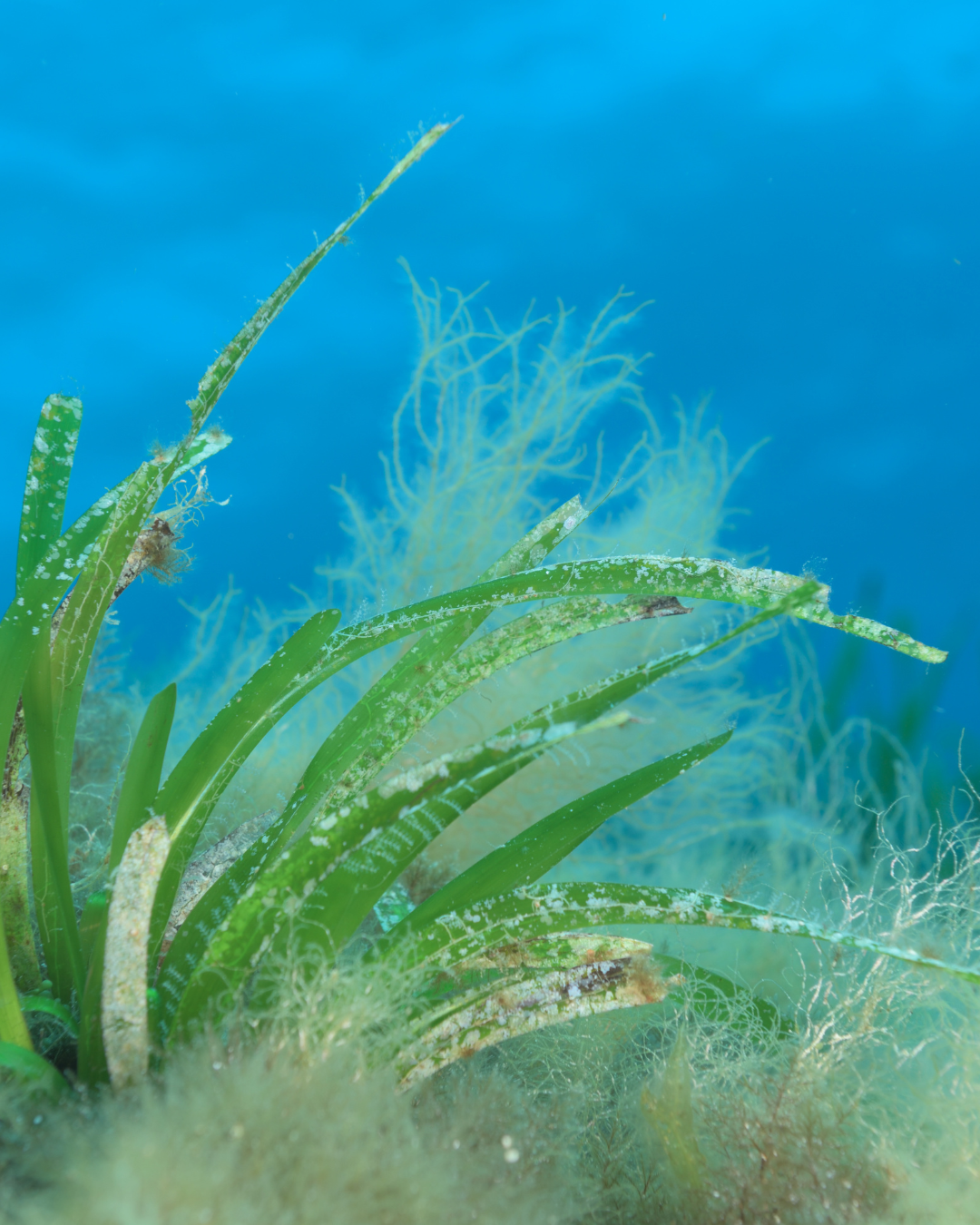 Feuilles de Posidonie
