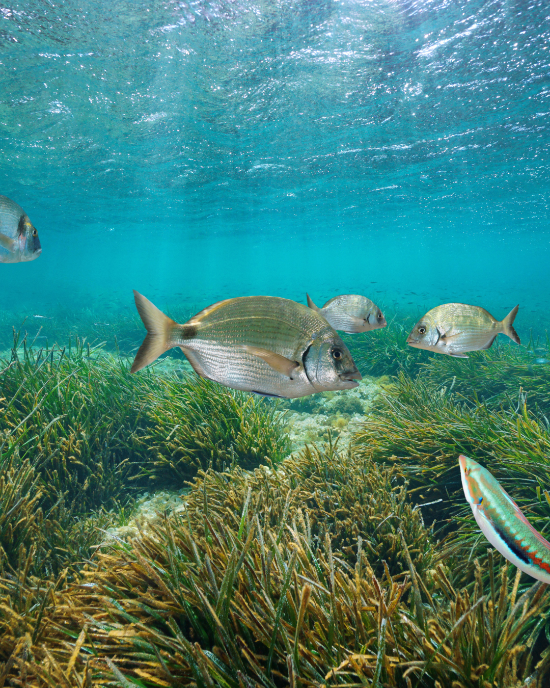 Poissons nageant au dessus des herbiers de Posidonies
