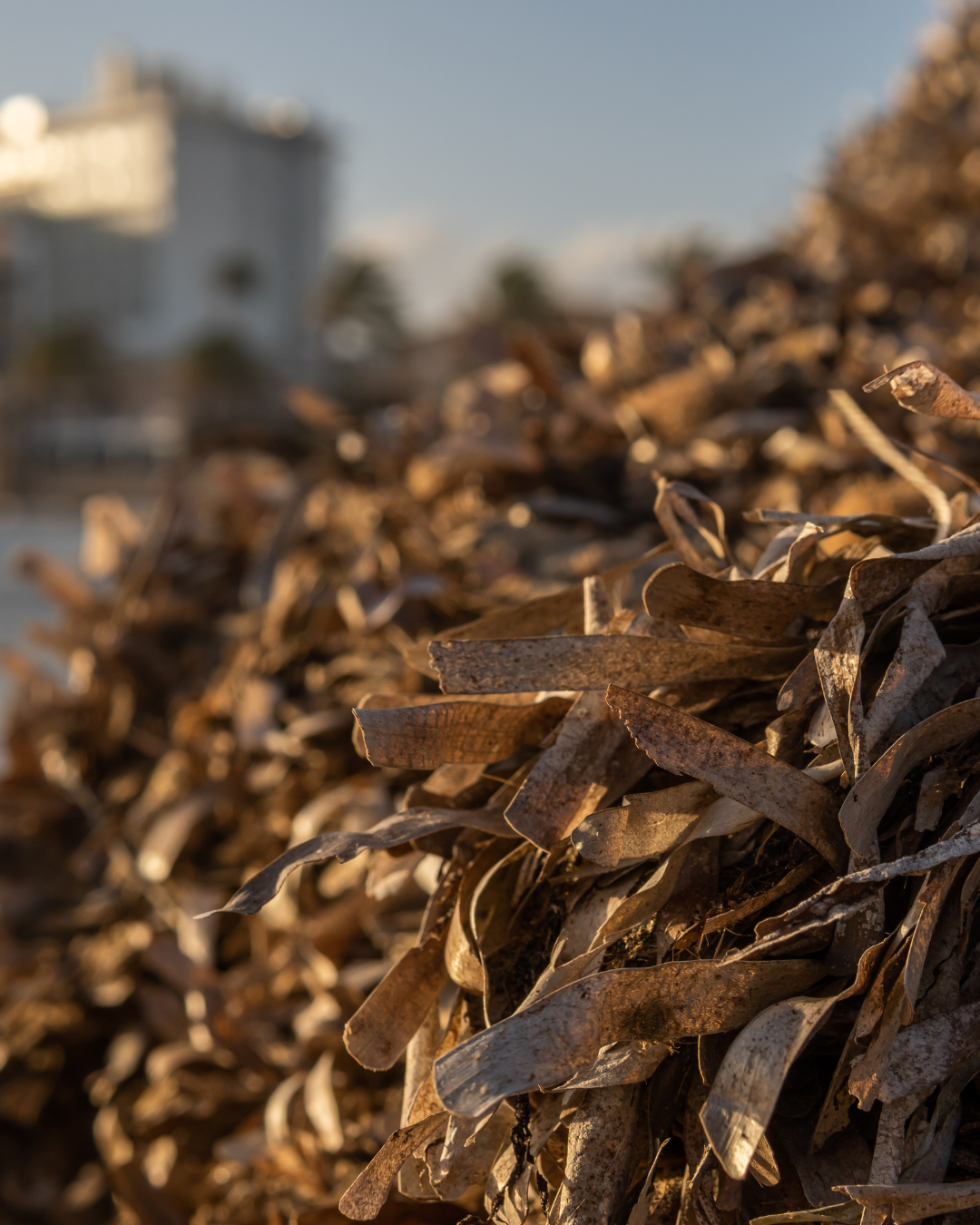 Feuilles de Posidonies &eacute;chou&eacute;es