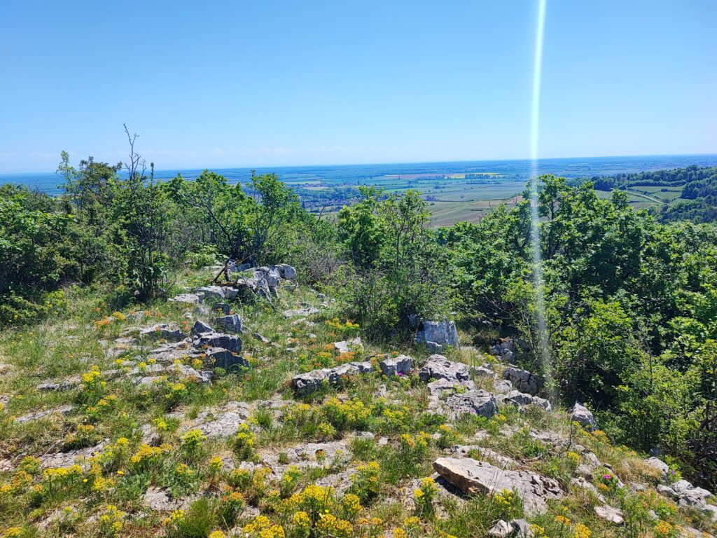 Biotope de l'Azur&eacute; du serpolet